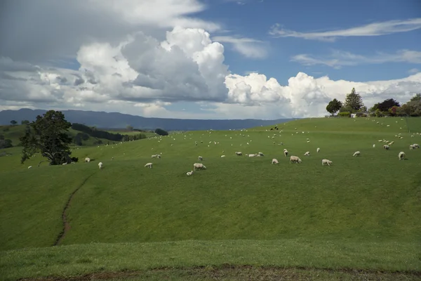 Pecore al pascolo. Nuova Zelanda — Foto Stock