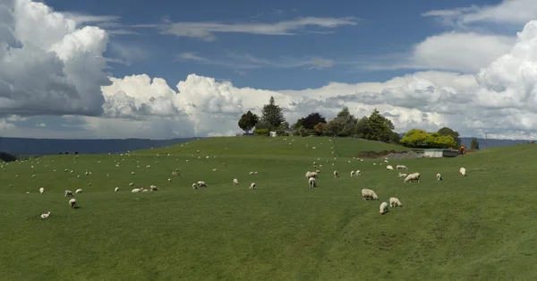 Des moutons qui paissent. Nouvelle Zélande — Photo
