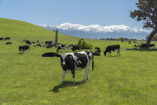 Пасутся коровы. Новая Зеландия — стоковое фото