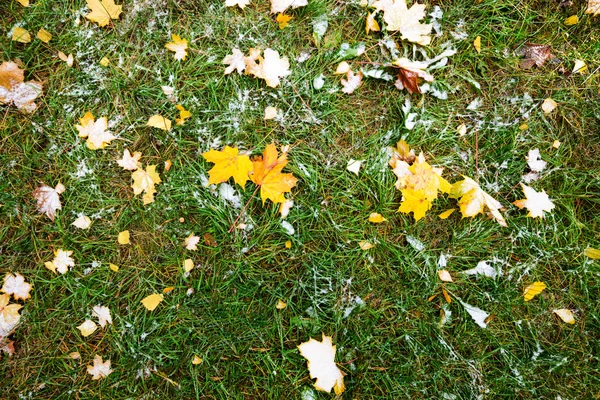 Yellow autumn leaves lie on the green grass.