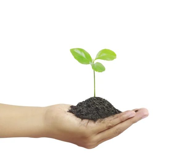 Man holding plant in  hand — Stock Photo, Image