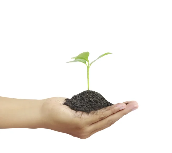 Man holding plant in  hand — Stock Photo, Image