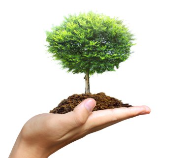 Ağaç holding insan eller