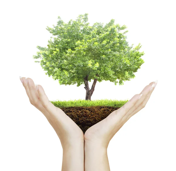 Human hands holding  tree — Stock Photo, Image