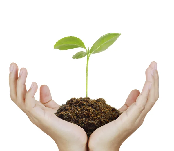 Man holding plant in  hand — Stock Photo, Image