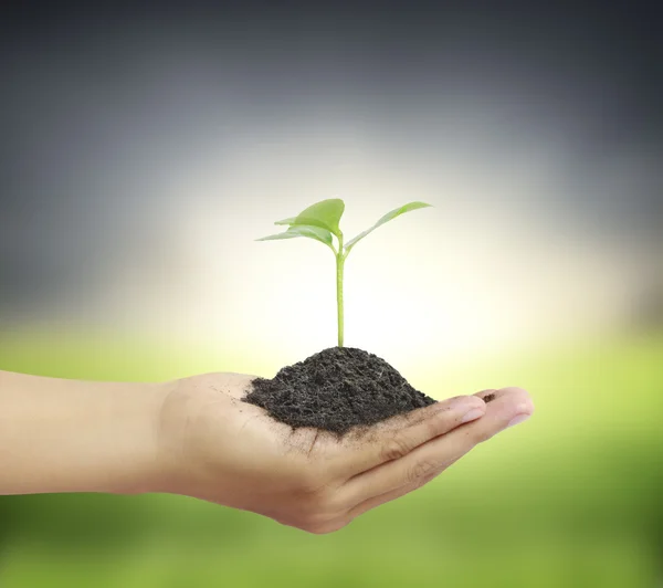 Planta de retención del hombre en mano — Foto de Stock