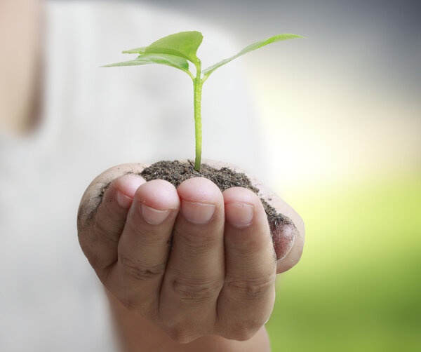 Man holding plant in  hand