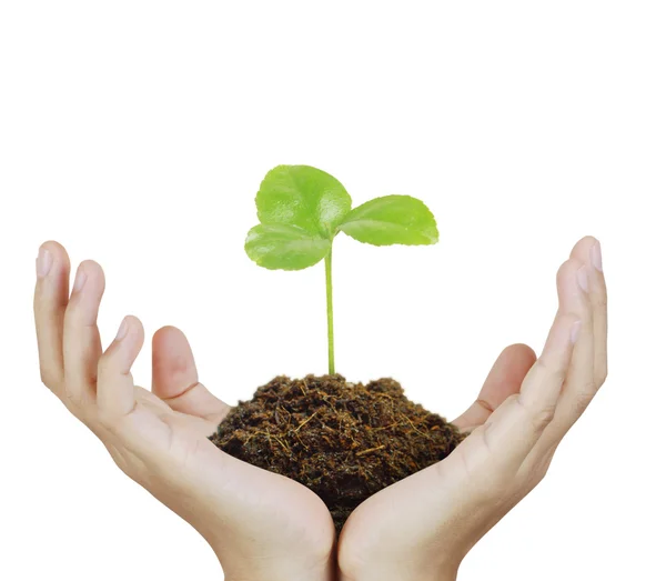 Man holding plant in  hand — Stock Photo, Image