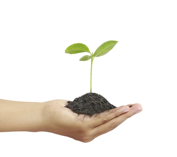 Planta de retención del hombre en mano — Foto de Stock