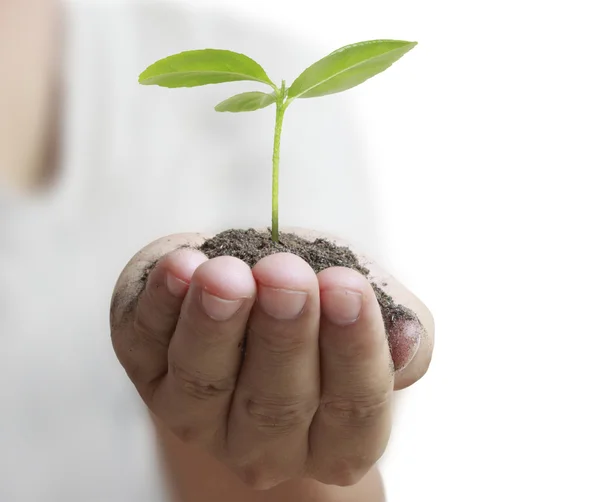 Mann hält Pflanze in der Hand — Stockfoto