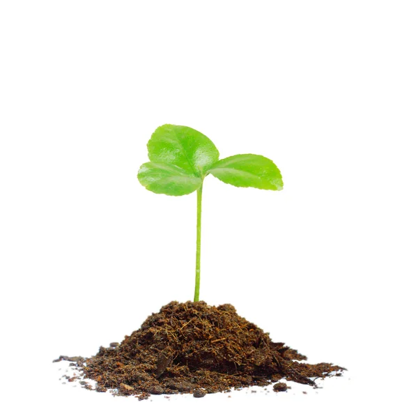 Green sprout growing — Stock Photo, Image