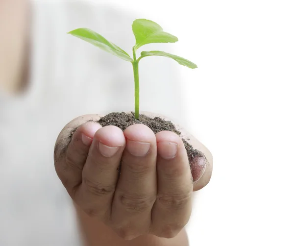 Man holding plant in  hand — Stock Photo, Image