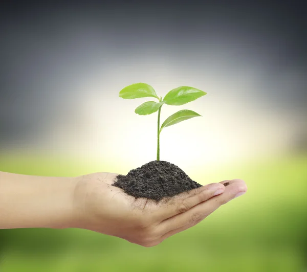 Man holding plant in  hand Stock Image