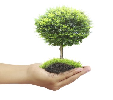 Ağaç holding insan eller