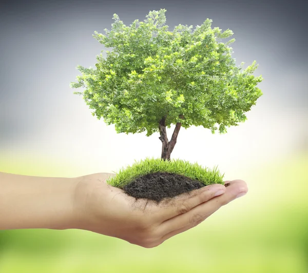 Manos humanas sosteniendo árbol — Foto de Stock