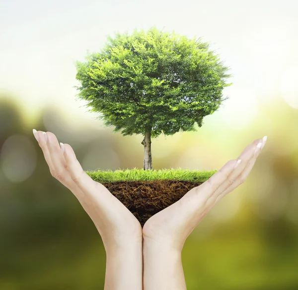 Menschenhände halten Baum — Stockfoto