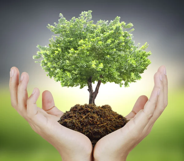 Manos humanas sosteniendo árbol — Foto de Stock