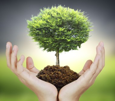 Human hands holding  tree clipart