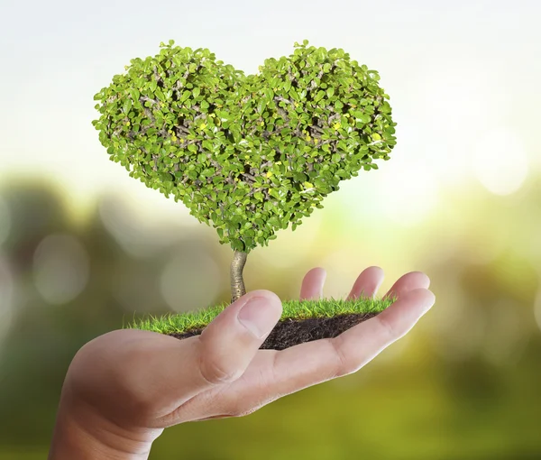 Sosteniendo un árbol — Foto de Stock