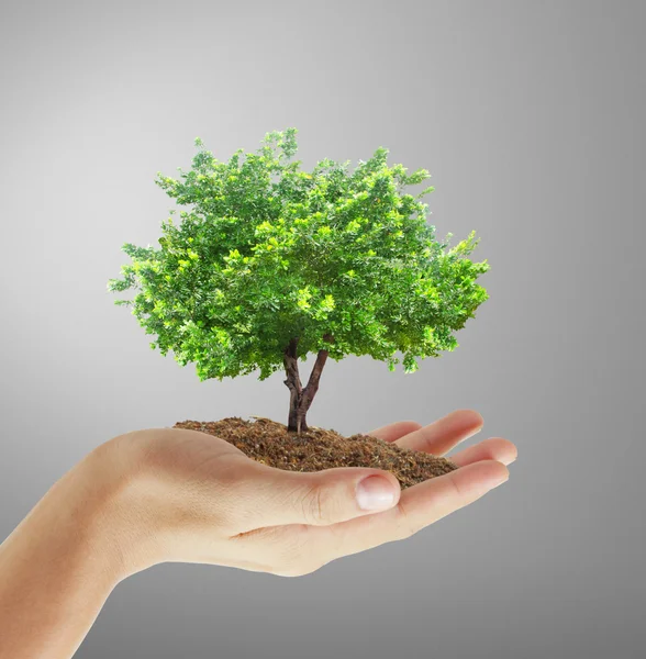 Holding a tree — Stock Photo, Image