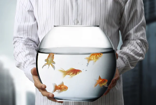 Gold Fish — Stock Photo, Image