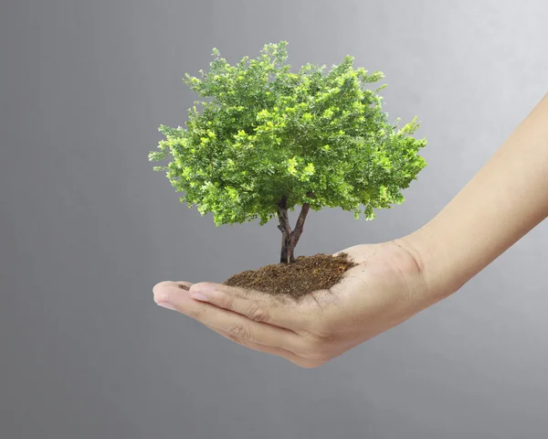 Sosteniendo un árbol — Foto de Stock