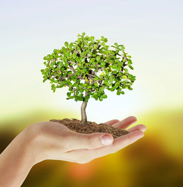 Holding a tree — Stock Photo, Image