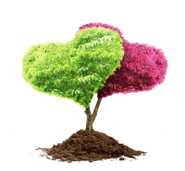 Tree and soil — Stock Photo, Image