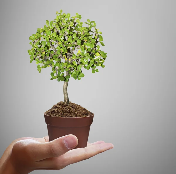 Manos humanas sosteniendo árbol — Foto de Stock