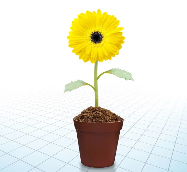 Fresh beautiful sunflowers in  pot — Stock Photo, Image