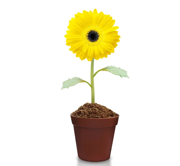 Fresh beautiful sunflowers in  pot — Stock Photo, Image