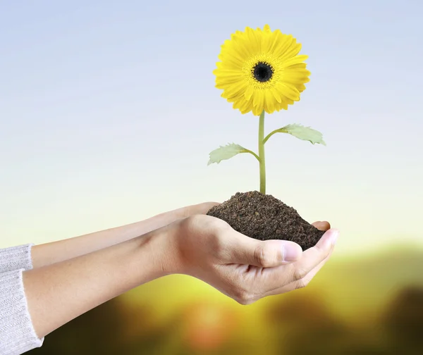 Hand holding  gerber daisy — Stock Photo, Image