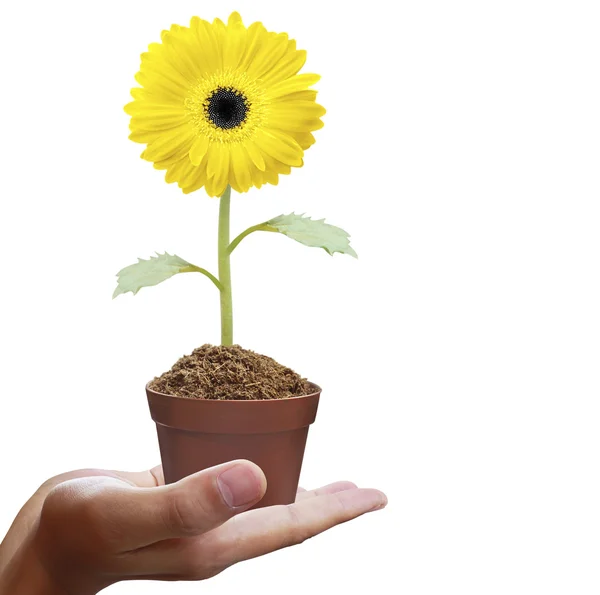 Hand holding gerber daisy — Stock Photo, Image