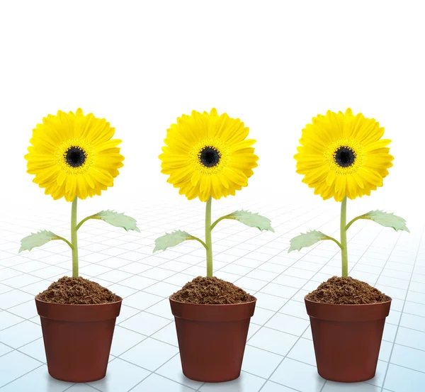 Girasoles frescos hermosos en maceta — Foto de Stock