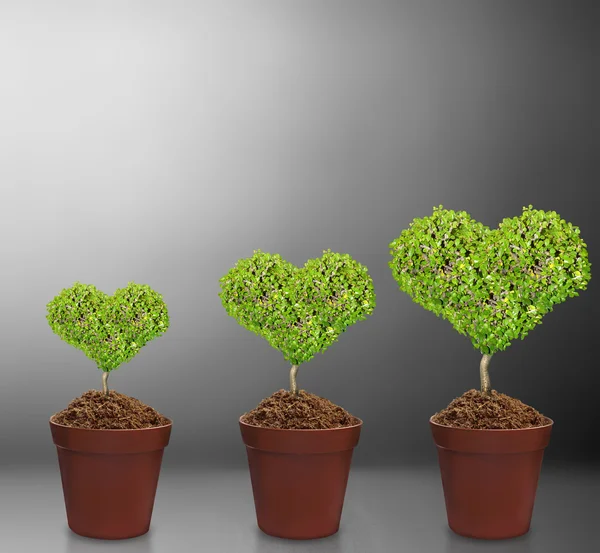 Plant in pot — Stock Photo, Image