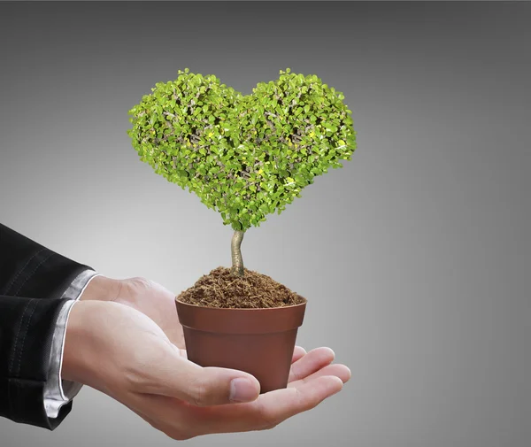 Manos humanas sosteniendo árbol — Foto de Stock