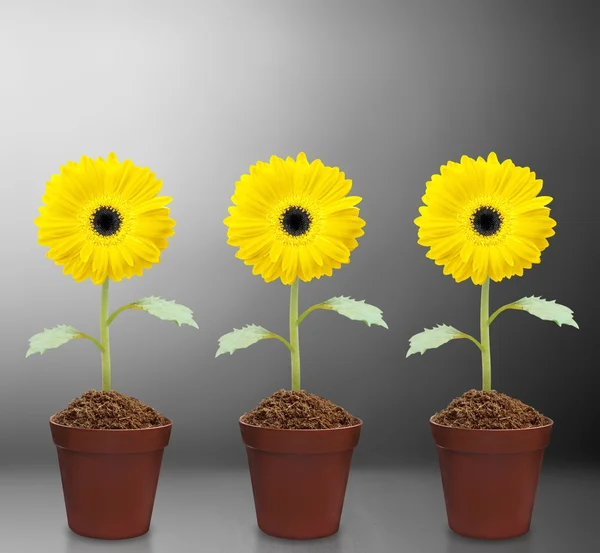 Fresh beautiful sunflowers in  pot — Stock Photo, Image