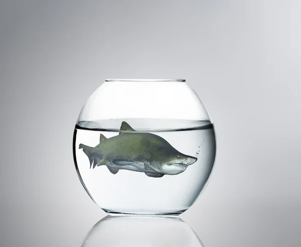 Haai in een aquarium — Stockfoto