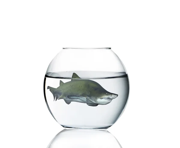 Haai in een aquarium — Stockfoto