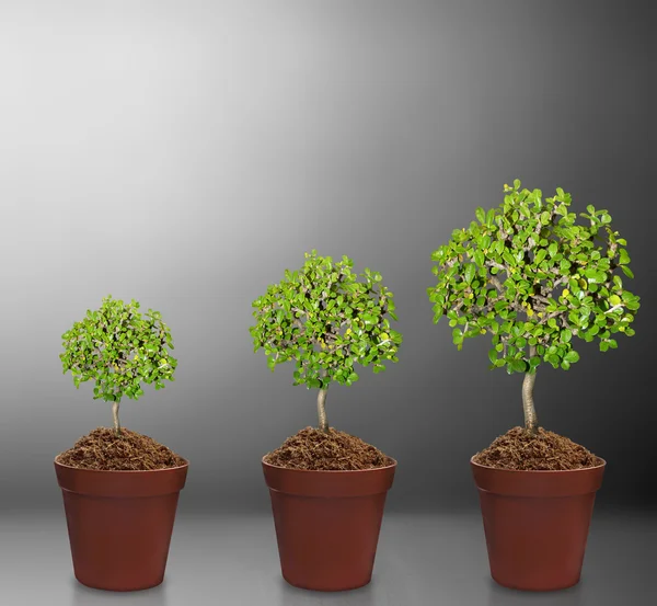 Plant in pot — Stock Photo, Image