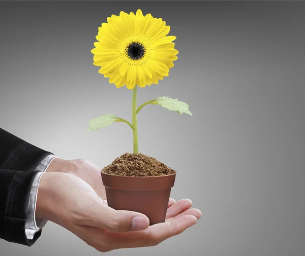 Hand holding gerber daisy — Stock Photo, Image