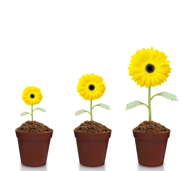 Resh beautiful sunflowers in pot — Stock Photo, Image