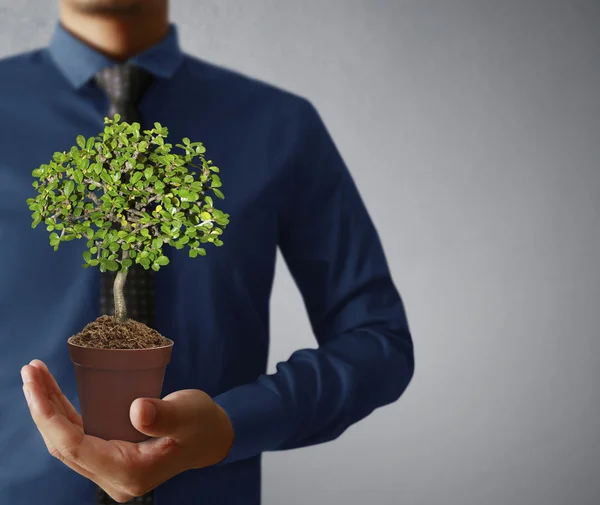 Planta de mano, árbol — Foto de Stock