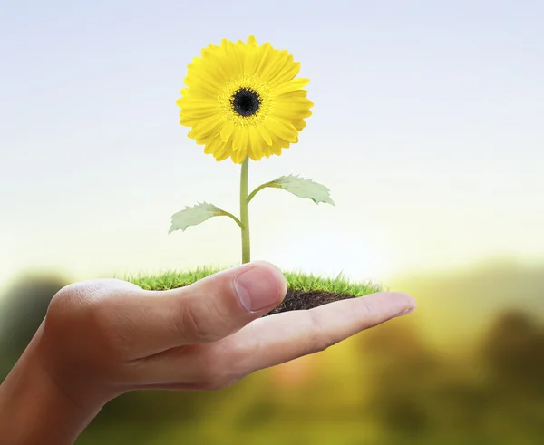 Man holding plant in hand — Stock Photo, Image