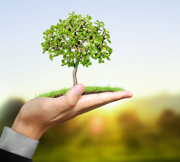 Man met plant in de hand — Stockfoto