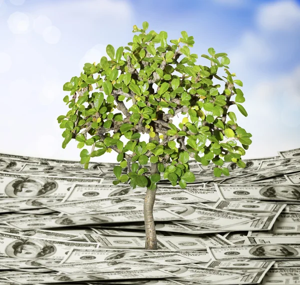 plant money growth concept