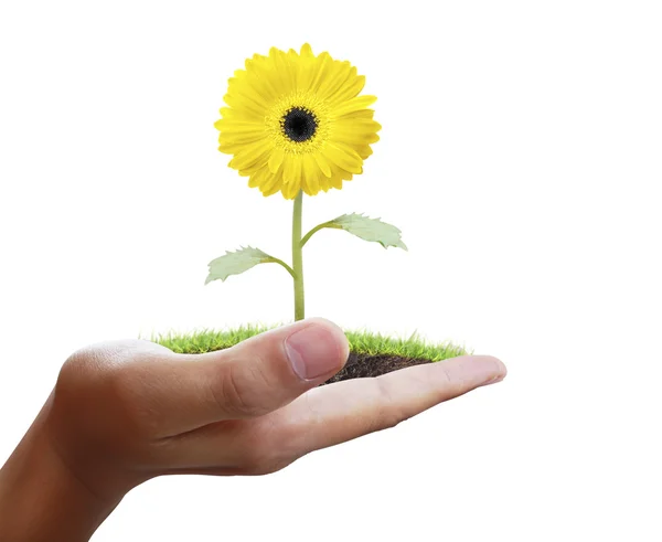 Man holding plant in hand — Stock Photo, Image