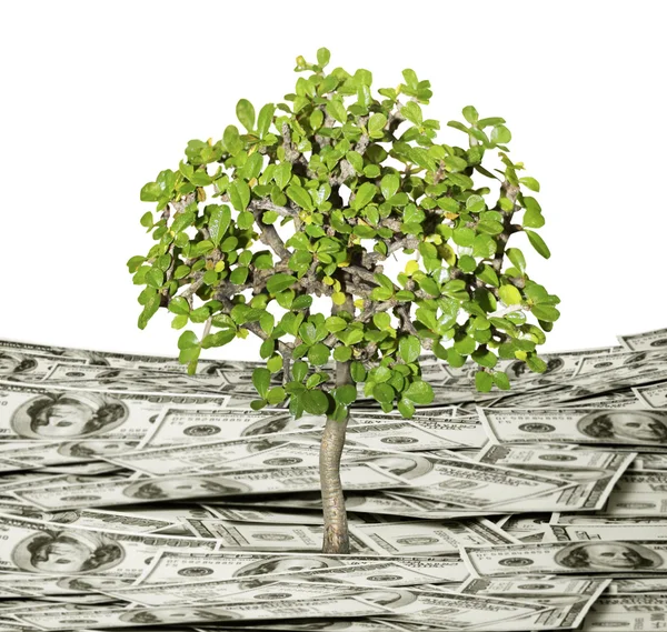 Plant money growth concept — Stock Photo, Image