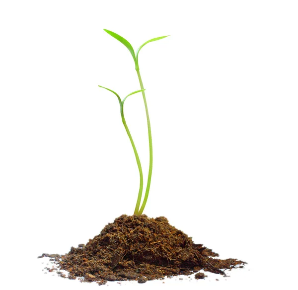 Plant Green sprout growing — Stock Photo, Image