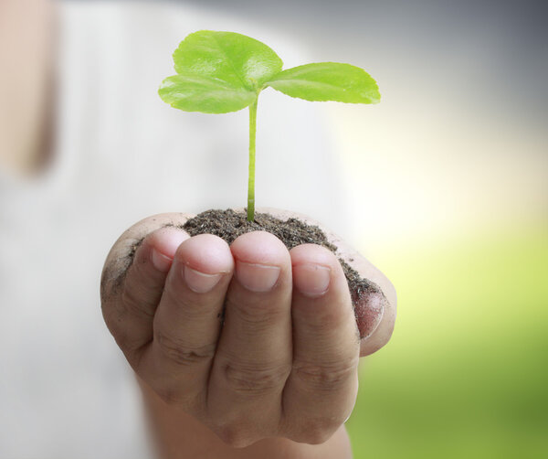 Man holding plant in  hand